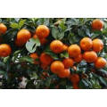 Mandarin Small Packing In Carton Baby Fresh Mandarin Orange